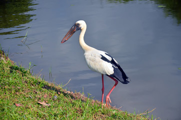 Open bill near the lake