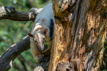 Southern Anteater tamandua tetradactyla