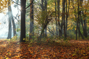Autumn landscape. Trees, grass, trail, fog, hoarfrost, leaves, water, sunlight, sky
