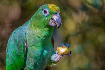 Orange-Winged Parrot, Amazona amazonica