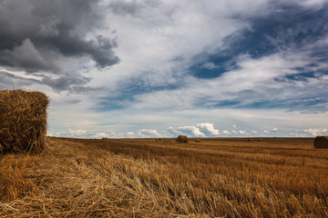 Harvested wheat field with straw rollers against a stormy sky