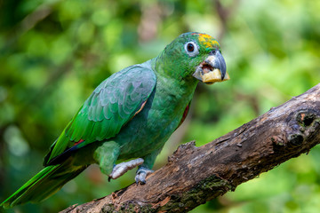 Orange-Winged Parrot, Amazona amazonica