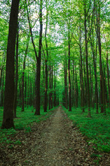 Obraz premium Fresh green deciduous forest in spring. Landscape