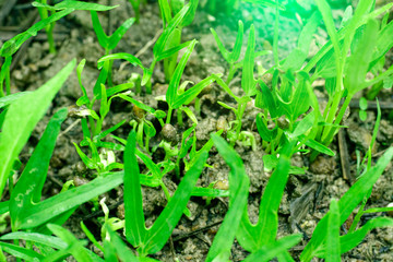 Green vegetables garden on backyard, Morning glory plot, Small of trees