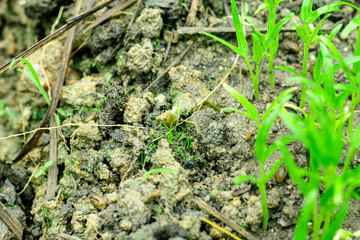 Green vegetables garden on backyard, Morning glory plot, Small of trees