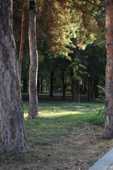 walk in the Park early in the morning