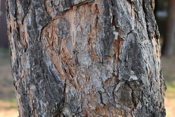 walk in the Park early in the morning