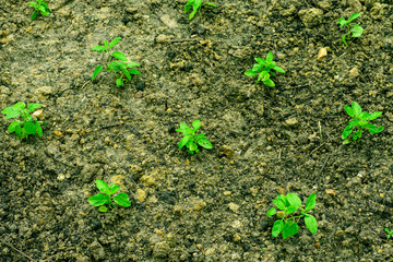 Green vegetables garden on backyard, Morning glory plot, Herbs plot