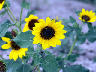 Wild sunflowers