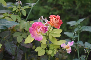 walk in the Park early in the morning