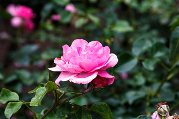 Blooming rose in the garden