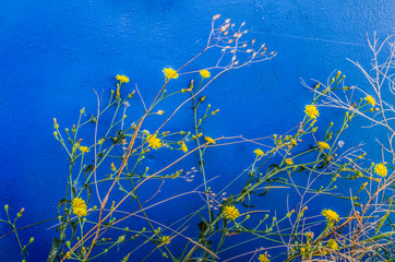 Fototapeta na wymiar Yellow dandelion flowers on a blue background.