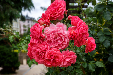 Blooming rose in the garden