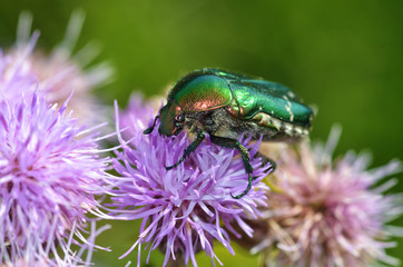 The green beetle collects pollen from the flower.