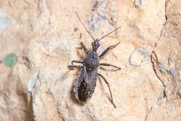 Assasin bug, Coranus niger, walking on a rock looking for preys