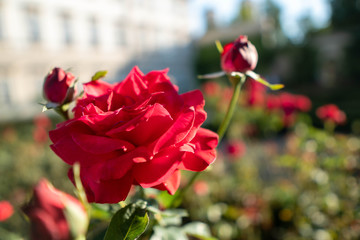 Roses in Mirabell Palace Garden, Salzburg