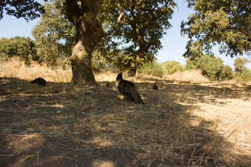 Greece. Rhodes island. Rest at the sea. Eurotrip. Greek Zoo. Animals.