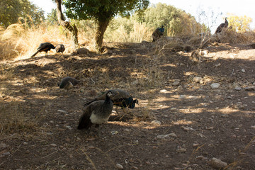 Greece. Rhodes island. Rest at the sea. Eurotrip. Greek Zoo. Animals.