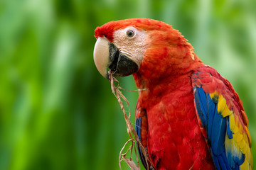 Parrots: scarlet macaw (Ara macao) 