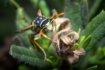 Polistes dominula wasp looking for food on a green plant