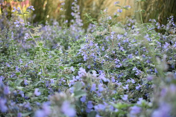 walk in the Park early in the morning