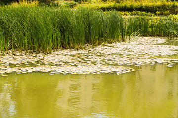 water lilies in the pond