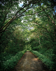 Fototapeta na wymiar Road in the green forest