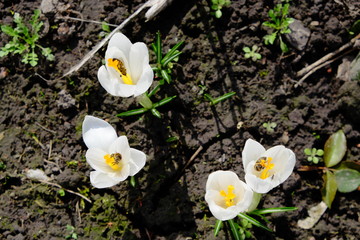 Bees collect nectar from small white spring flowers. Nature.