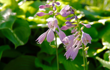 Fototapeta premium Natural background. Delicate flowers hosts close-up. Pink flowers hosts early in the morning in the garden. Close-up, horizontal, nobody. Floriculture concept.