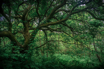 Tree in green forest with swirling large branches