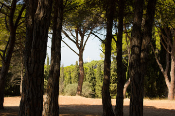 Vegetation in Greece. Plants, cacti. Rhodes island. Summer vacation. Euro-trip.