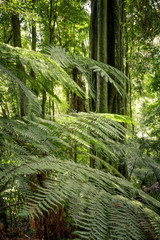 Rainforest, Twin Falls walk