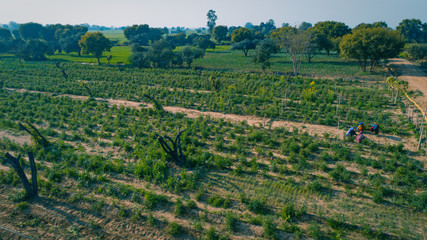 Fototapeta na wymiar Drone view of organic farm in India