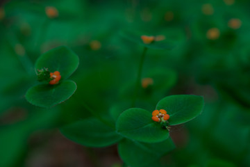 Macro. Small flowers with small leaves on a blurred green background