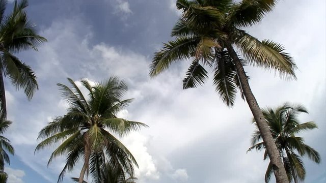Static video palm trees on background of blue sky and white clouds on islands of Republic of Philippines.