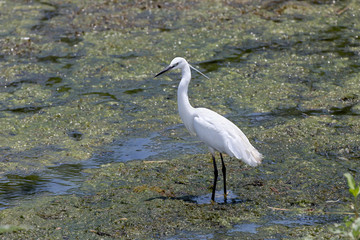 White heron in a natural habitat close-up on a sunny day catches fish