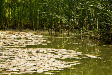 water lilies in the pond