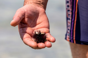 Sea urchins (Echinoidea) in a man's hand close-up