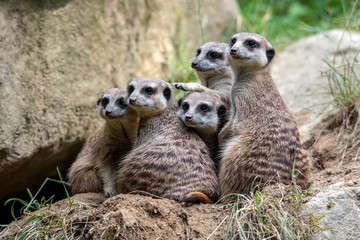 Portrait of Meerkat Suricata suricatta, African native animal, small carnivore.
