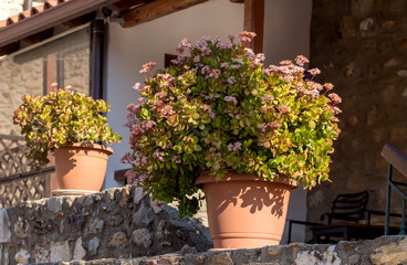 Succulent plant (Crassula) with delicate flowers grows close-up