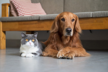 Golden Retriever and British Shorthair