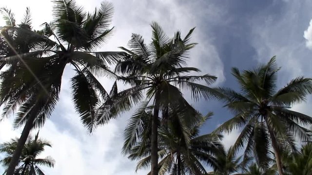 View from below to the top of palm trees on background of blue sky and white clouds on islands of Republic of Philippines.