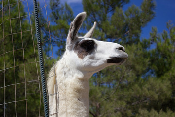Obraz premium Greece. Rhodes island. Rest at the sea. Eurotrip. Greek Zoo. Animals.