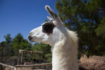 Obraz premium Greece. Rhodes island. Rest at the sea. Eurotrip. Greek Zoo. Animals.