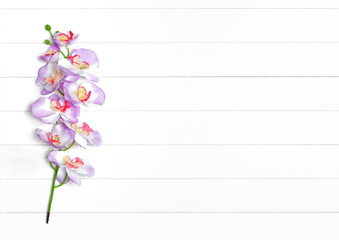 Blooming branch of orchid on a light wooden background