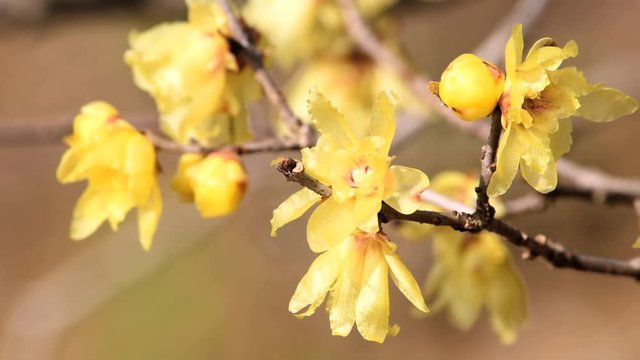 臘月（ろうげつ＝旧暦12月）に咲くまるで蝋細工のような花「蝋梅」