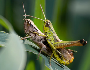 Grasshoppers mating .  The meadow grasshopper ( Pseudochorthippus parallelus  or  Chorthippus parallelus)