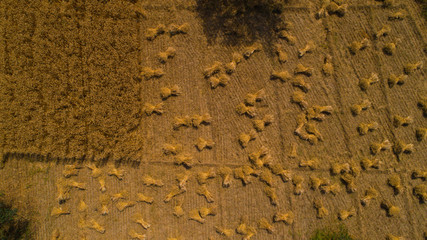 Aerial view of wheat field during harvesting time in India