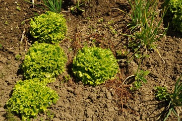 Salad in a garden