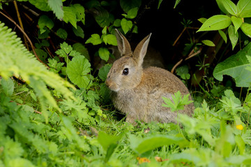 Wild Rabbit (Oryctolagus cuniculus) sitting in a field.